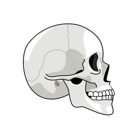 skull side profile|side profile skull clip art.